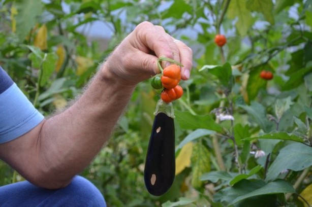 Foto - Hollanda'dan gelen tohumu bahçesine ekti! Sonrasında olanlar tüm Türkiye'yi şaşkına çevirdi, her yerden onu arıyorlar