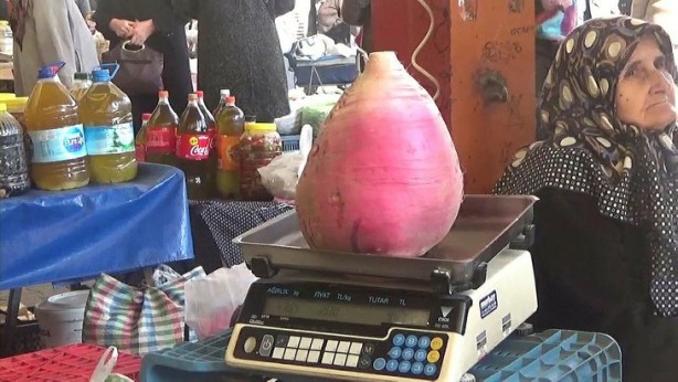 Foto - Hollanda'dan gelen tohumu bahçesine ekti! Sonrasında olanlar tüm Türkiye'yi şaşkına çevirdi, her yerden onu arıyorlar