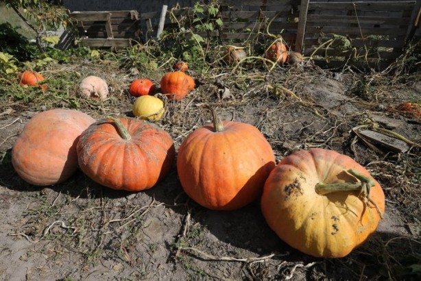 Foto - Hollanda'dan gelen tohumu bahçesine ekti! Sonrasında olanlar tüm Türkiye'yi şaşkına çevirdi, her yerden onu arıyorlar