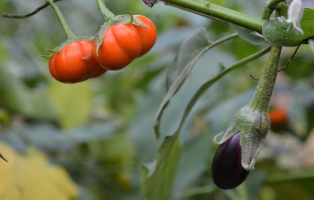 Foto - Hollanda'dan gelen tohumu bahçesine ekti! Sonrasında olanlar tüm Türkiye'yi şaşkına çevirdi, her yerden onu arıyorlar