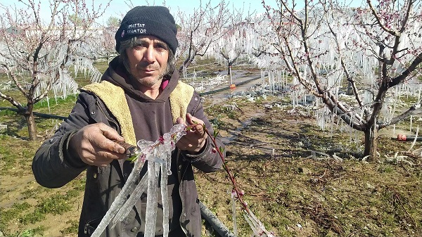 Foto - Hollandalılardan öğrendiler! Denizli'de ağaçları dondan böyle koruyorlar