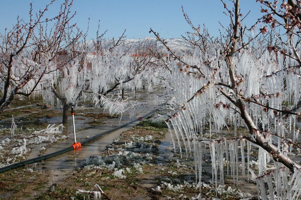 Foto - Hollandalılardan öğrendiler! Denizli'de ağaçları dondan böyle koruyorlar