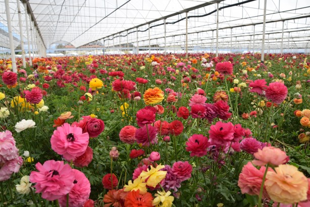 Foto - Hollanda’sından ta Almanya’sına kadar! Türkiye’de üretiliyor kapış kapış gidiyor