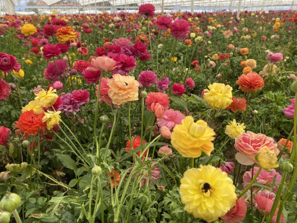 Foto - Hollanda’sından ta Almanya’sına kadar! Türkiye’de üretiliyor kapış kapış gidiyor