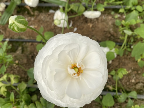 Foto - Hollanda’sından ta Almanya’sına kadar! Türkiye’de üretiliyor kapış kapış gidiyor
