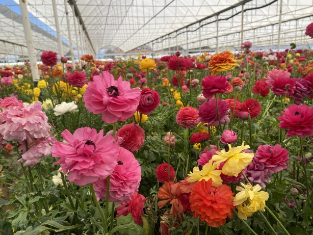 Foto - Hollanda’sından ta Almanya’sına kadar! Türkiye’de üretiliyor kapış kapış gidiyor