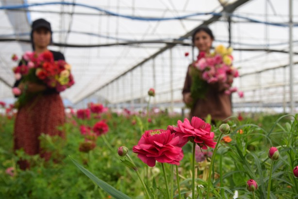 Foto - Hollanda’sından ta Almanya’sına kadar! Türkiye’de üretiliyor kapış kapış gidiyor