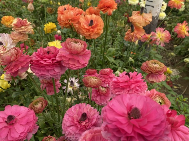 Foto - Hollanda’sından ta Almanya’sına kadar! Türkiye’de üretiliyor kapış kapış gidiyor