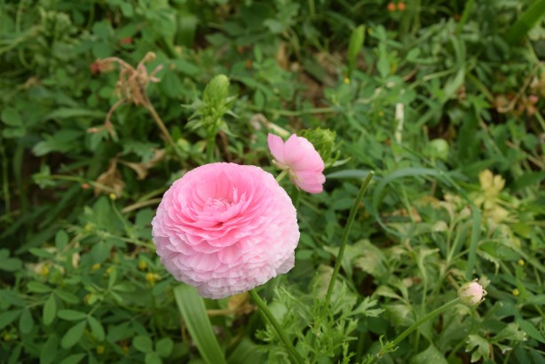 Foto - Hollanda’sından ta Almanya’sına kadar! Türkiye’de üretiliyor kapış kapış gidiyor