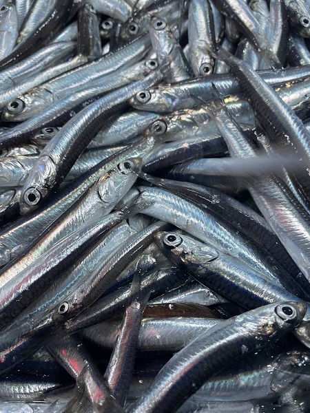 Foto - Hopalı balıkçıların hamsi coşkusu