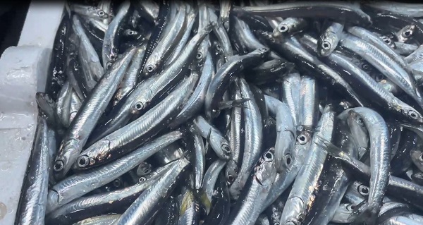 Hopalı balıkçıların hamsi coşkusu