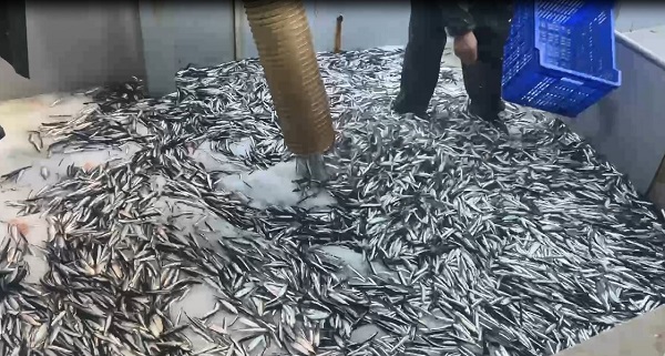 Foto - Hopalı balıkçıların hamsi coşkusu