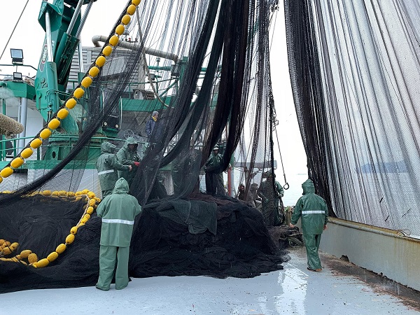 Foto - Hopalı balıkçıların hamsi coşkusu