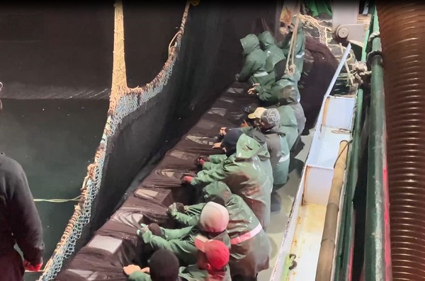 Foto - Hopalı balıkçıların hamsi coşkusu