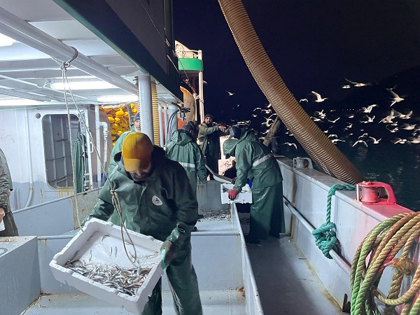 Foto - Hopalı balıkçıların hamsi coşkusu