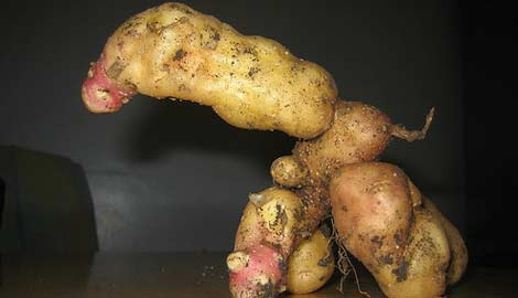 Foto - Hormonlu sebze meyveler işte böyle anlaşılıyor Aman dikkat!