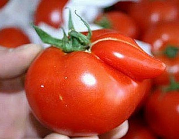 Foto - Hormonlu sebze meyveler işte böyle anlaşılıyor Aman dikkat!