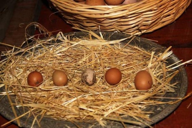 Foto - Horoz yumurtlar mı? Adeta altın yumurtlayan horoz şaşkına çevirdi!