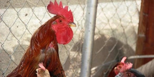 Horoz yumurtlar mı? Adeta altın yumurtlayan horoz şaşkına çevirdi!