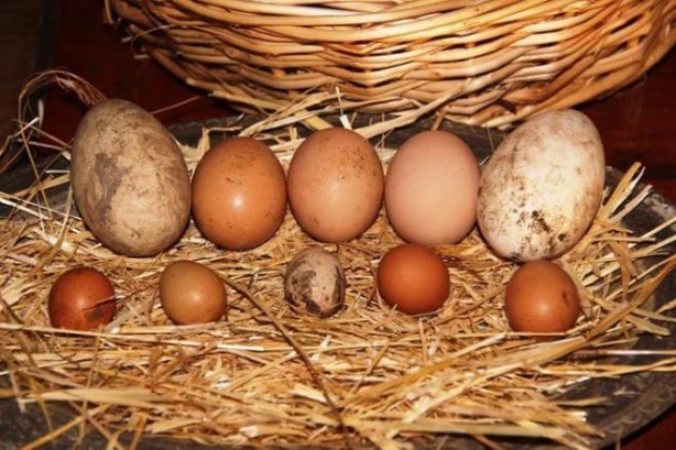 Foto - Horoz yumurtlar mı? Adeta altın yumurtlayan horoz şaşkına çevirdi!