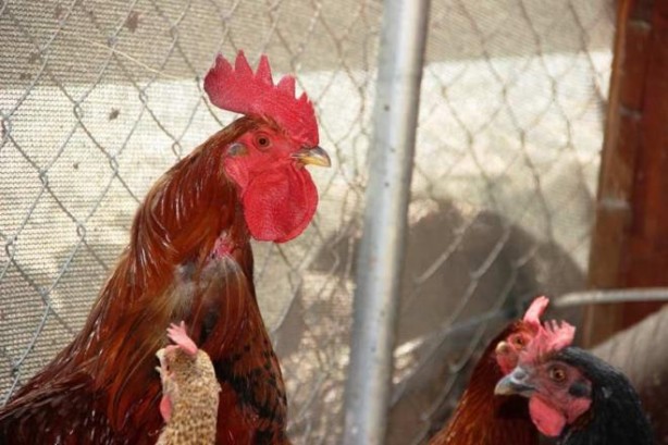 Foto - Horoz yumurtlar mı? Adeta altın yumurtlayan horoz şaşkına çevirdi!