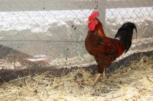 Foto - Horoz yumurtlar mı? Adeta altın yumurtlayan horoz şaşkına çevirdi!