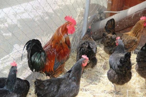 Foto - Horoz yumurtlar mı? Adeta altın yumurtlayan horoz şaşkına çevirdi!