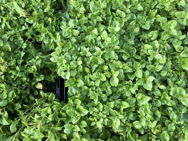 Foto - Hücre yenilenmesi için olmazsa olmaz! Protein deposu sebzeler