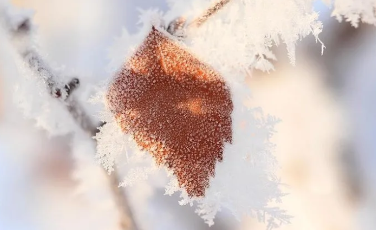 Foto - Hükümetten zirai don için 3 aşamalı plan