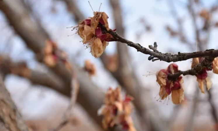 Foto - Hükümetten zirai don için 3 aşamalı plan