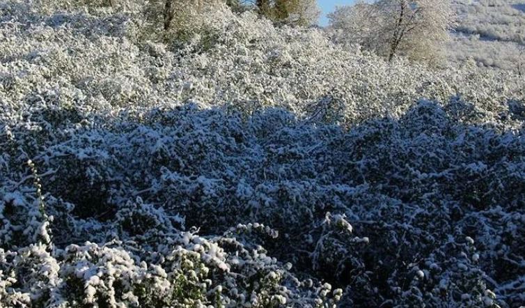 Foto - Hükümetten zirai don için 3 aşamalı plan