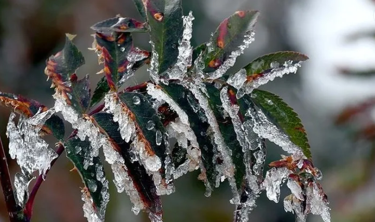 Foto - Hükümetten zirai don için 3 aşamalı plan