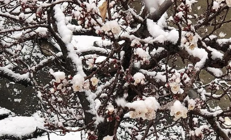Foto - Hükümetten zirai don için 3 aşamalı plan