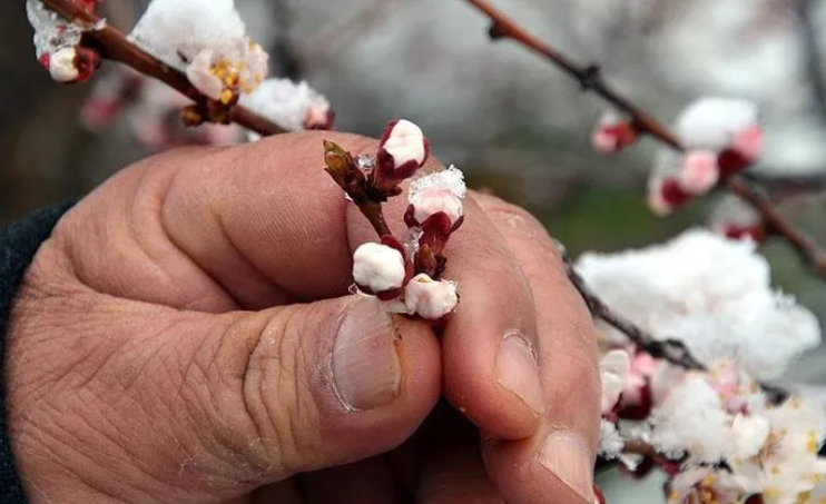 Hükümetten zirai don için 3 aşamalı plan