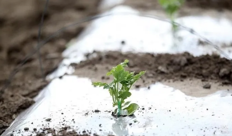 Foto - Hükümetten zirai don için 3 aşamalı plan