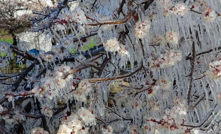 Foto - Hükümetten zirai don için 3 aşamalı plan