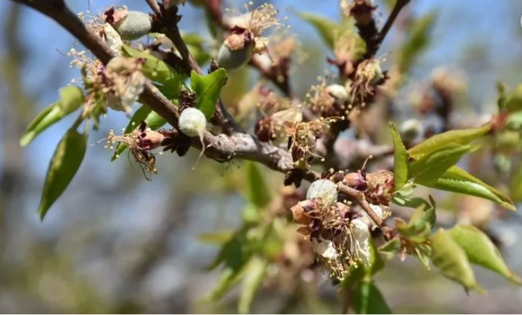 Foto - Hükümetten zirai don için 3 aşamalı plan