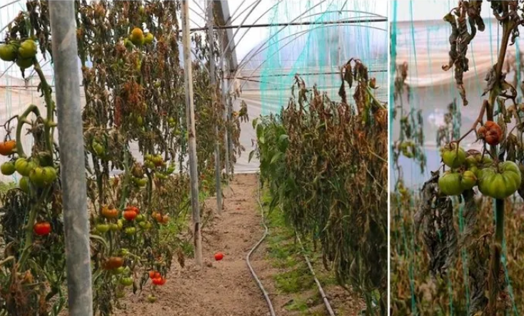 Foto - Hükümetten zirai don için 3 aşamalı plan