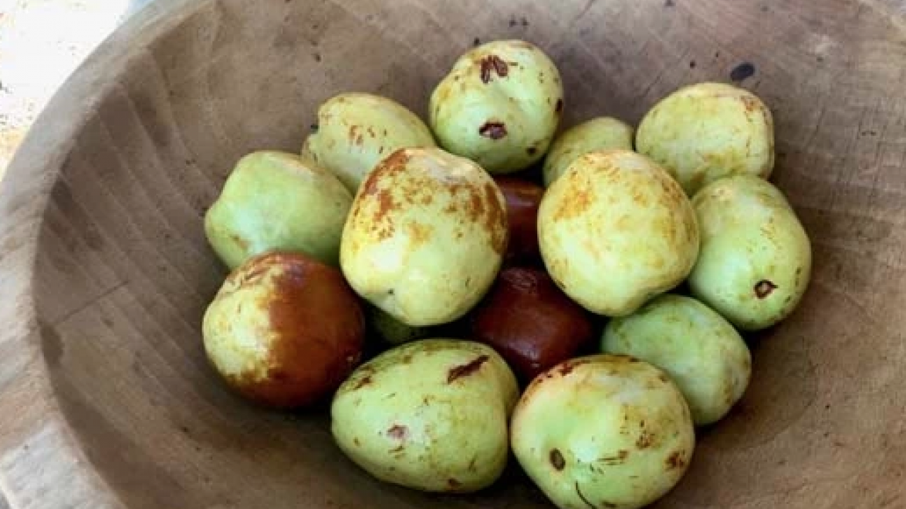 Foto - Japonların ölümsüzlük meyvesi doktor hünnap tezgahta! Kilosu 125 TL... İşte faydaları!