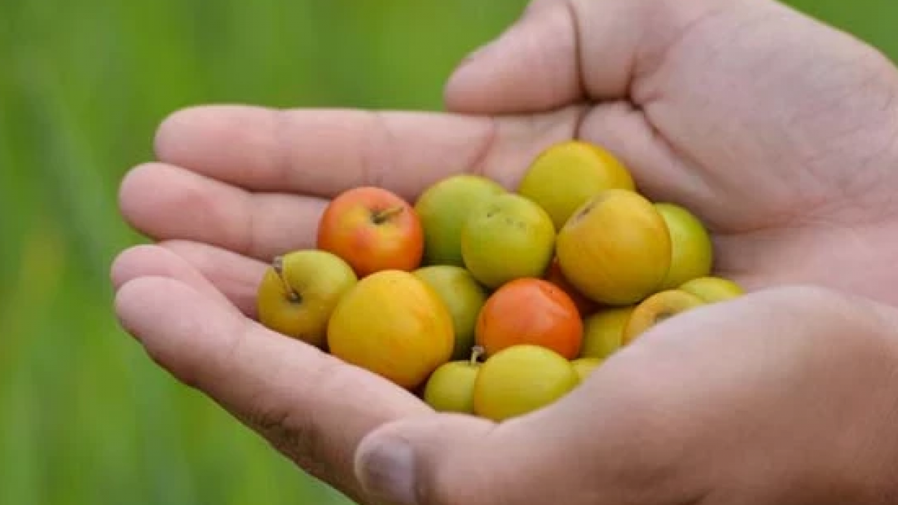 Foto - Japonların ölümsüzlük meyvesi doktor hünnap tezgahta! Kilosu 125 TL... İşte faydaları!