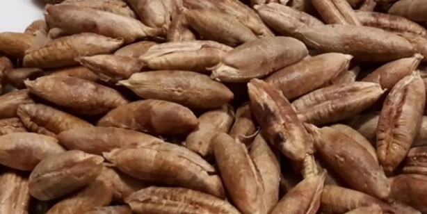 Hurma çekirdeği nedir ve neye iyi gelir? Hurma çekirdeği faydaları