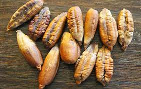 Foto - Hurma çekirdeğini atmayın: Çünkü müthiş bir faydası bulundu, duyan şaşırdı! Hurmaya dair bilinmeyenler