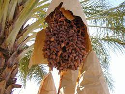 Foto - Hurma çekirdeğini atmayın: Çünkü müthiş bir faydası bulundu, duyan şaşırdı! Hurmaya dair bilinmeyenler