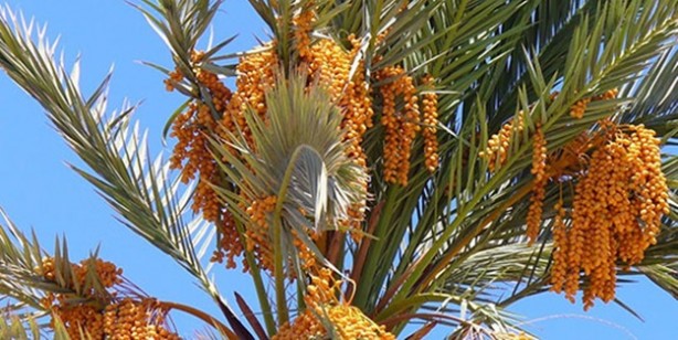 Foto - Hurma çekirdeğini atmayın: Çünkü müthiş bir faydası bulundu, duyan şaşırdı! Hurmaya dair bilinmeyenler