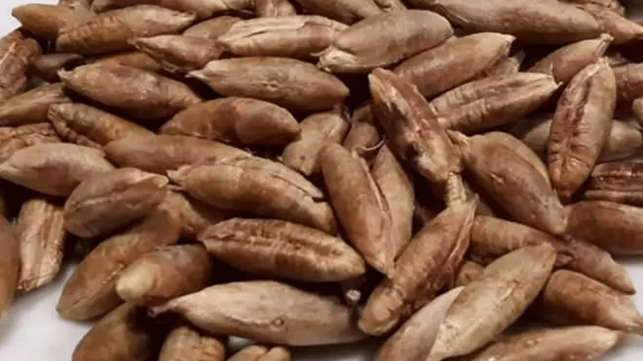 Foto - Hurma çekirdeklerini sakın çöpe atmayın! Faydaları saymakla bitmiyor!