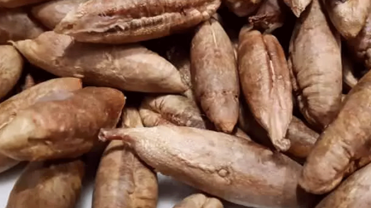 Foto - Hurma çekirdeklerini sakın çöpe atmayın! Faydaları saymakla bitmiyor!