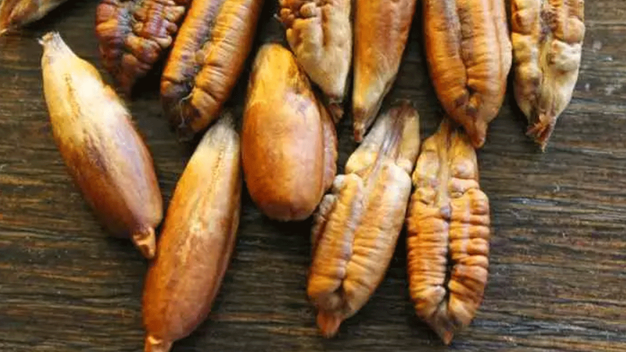 Hurma çekirdeklerini sakın çöpe atmayın! Faydaları saymakla bitmiyor!