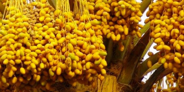 Foto - Hurma polenin faydaları neler? Hurma poleni hangi hastalıklara iyi gelir?