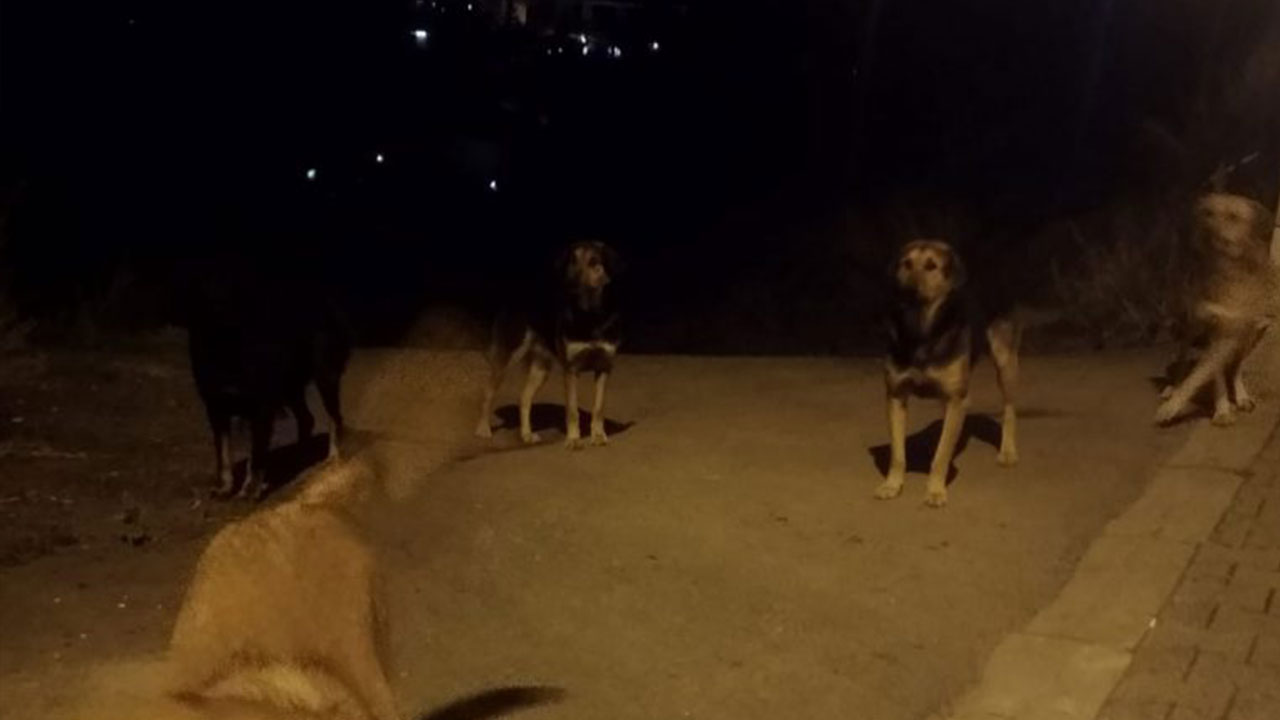 Foto - Hüseyin Çevik'ten Ramazan ayında şaşırtan uyarı! 'Gece köpek havlarsa hemen bunu yapın'
