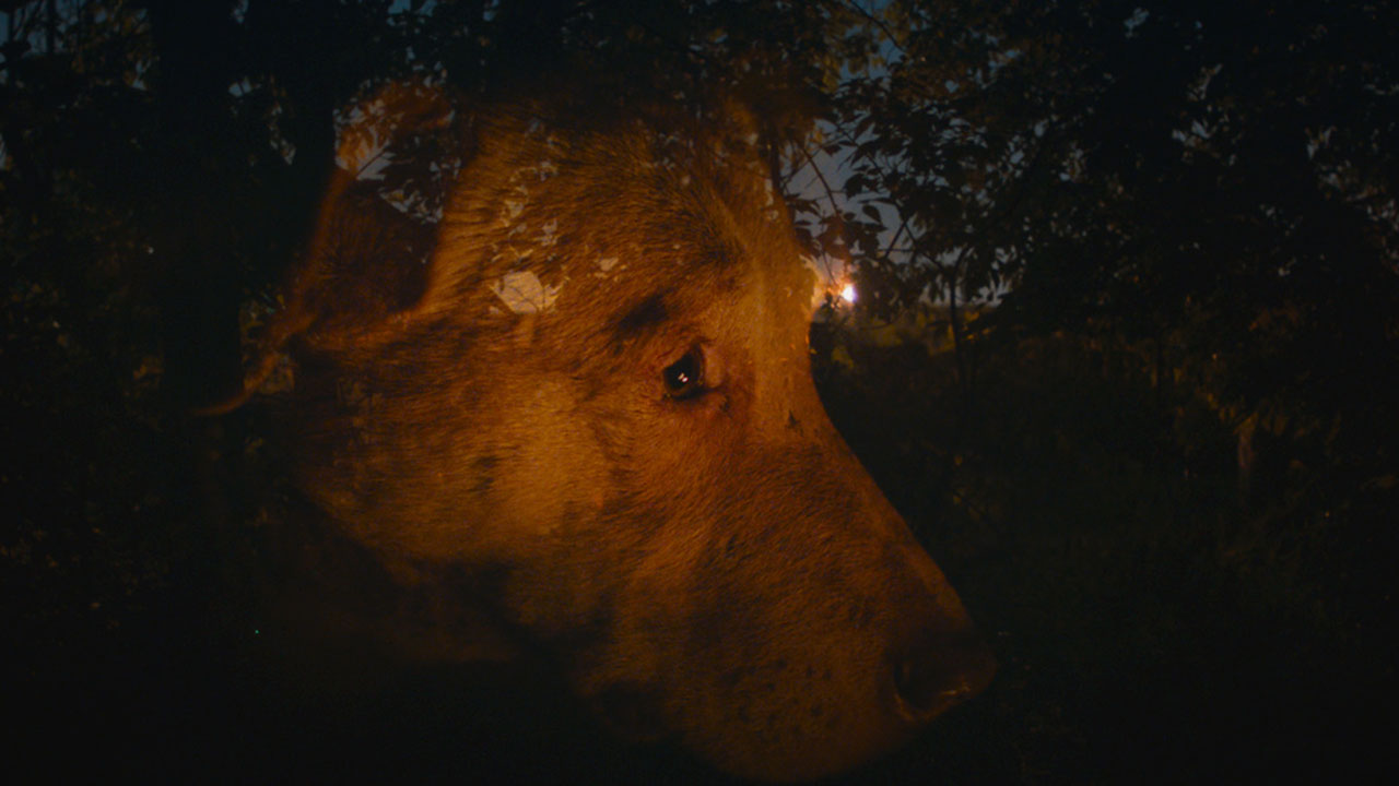 Foto - Hüseyin Çevik'ten Ramazan ayında şaşırtan uyarı! 'Gece köpek havlarsa hemen bunu yapın'